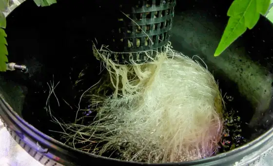 Deep Water Culture in grow box - guida pratica per iniziare