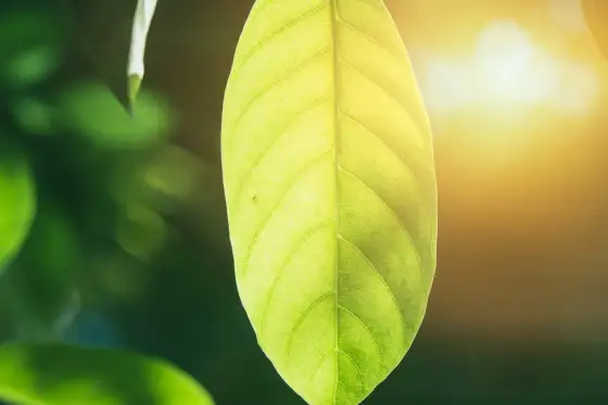 Come respirano le piante? Guida a foglie, radici e idroponica