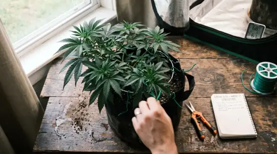 Bud Ignitor, come usarlo nelle prime settimane di fioritura
