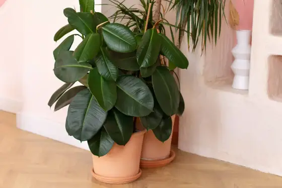 Ficus elastica - La guida definitiva per una pianta sana in casa