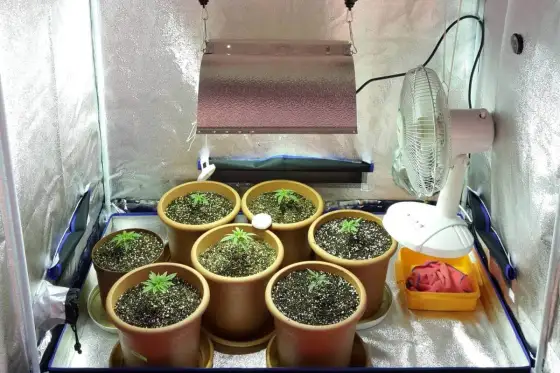 Grow box e idroponica - Coltiva in casa senza errori comuni