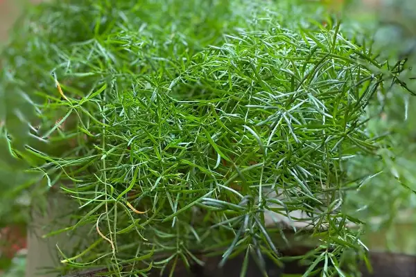 Asparagina, una rigogliosa pianta da esterno con fogliame verde intenso e filiforme, perfetta per aggiungere un tocco di natura.