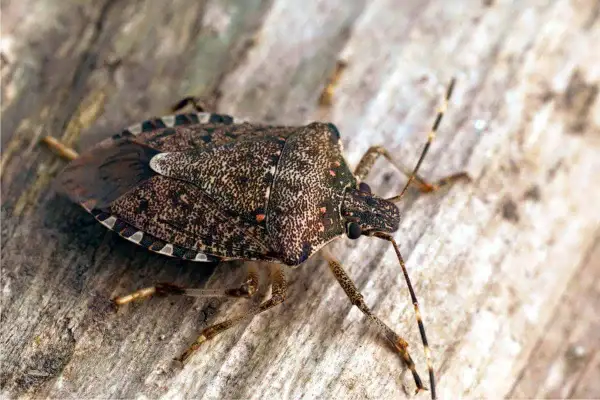 Una cimice delle piante, con il suo carapace maculato, si muove su un tronco di legno.