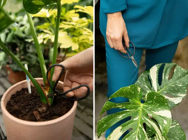 Mani che potano una monstera thai variegata, con forbici che tagliano uno stelo e foglie maculate in primo piano.