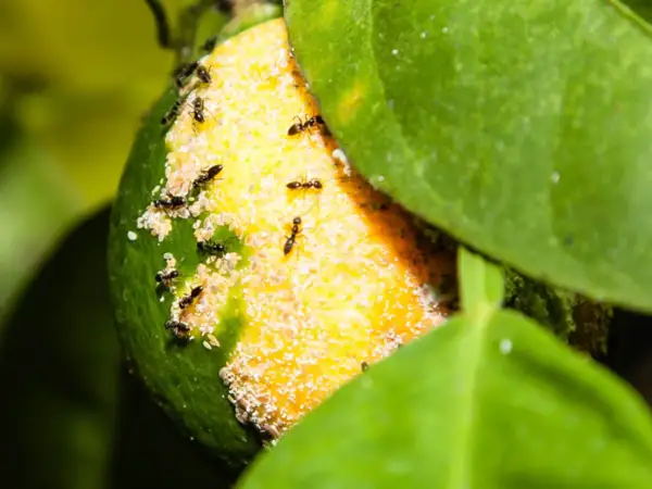 Un gruppo di formiche si muove su un limone, alcune cercano cibo tra i residui bianchi, altre esplorano la buccia verde e gialla.