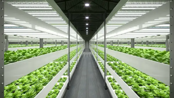Filari di piante verdi rigogliose in un ambiente controllato, illuminato da luci artificiali. Un esempio di guida coltivazione indoor.