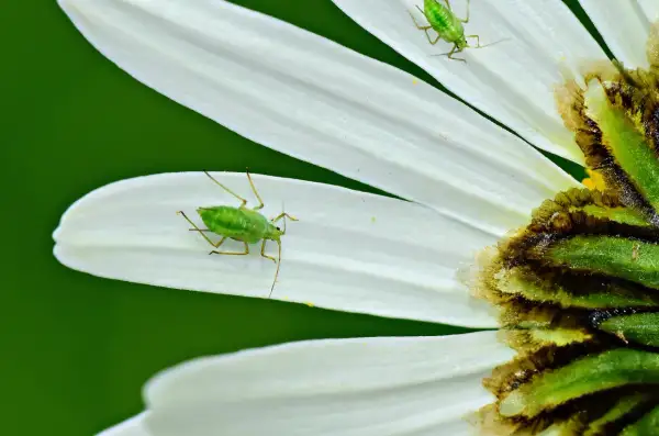 Pidocchi verdi su petali bianchi. Forse cercano dosi acqua e aceto per pidocchi per liberarsi.