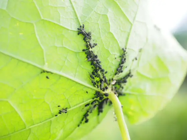Un gruppo di afidi e formiche si muove sul lato inferiore di una foglia verde brillante, creando un'immagine di vita vegetale e insetti.