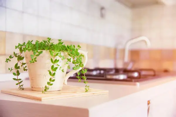 Piante da mettere in cucina: una pianta verde rigogliosa in un vaso decorato, su un tagliere, con sfondo sfocato di fornelli e lavello.