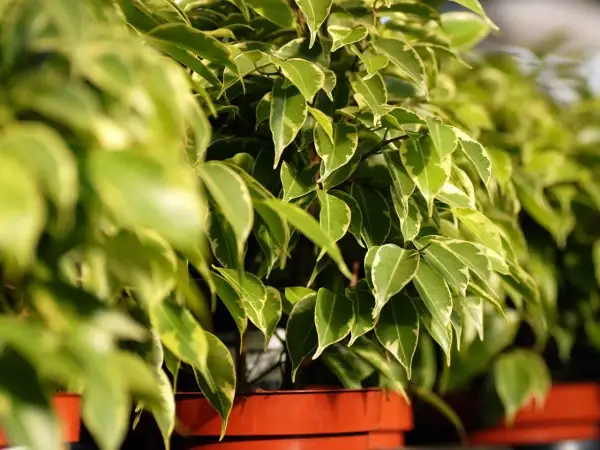 Fogliame variegato di uno dei tanti tipi di ficus da appartamento, con sfumature verdi e gialle che creano un effetto decorativo.