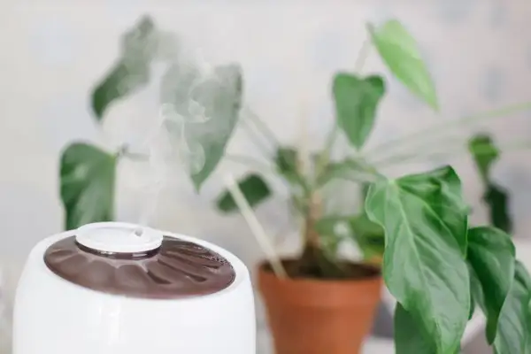 Umidificatore con vapore acqueo per piante, creando un ambiente ideale per la loro crescita.