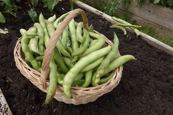 Cesto pieno di baccelli o fave appena raccolti, pronti per essere gustati.