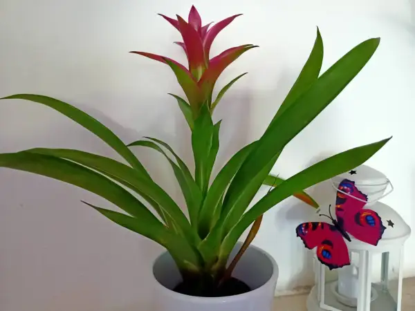 Guzmania lingulata con fiore rosso vivo e foglie verdi, accanto a una lanterna bianca con una farfalla decorativa.