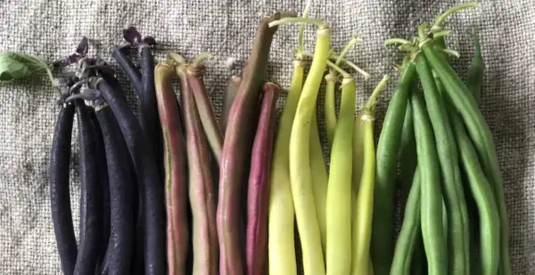 Fagiolini tipi: viola intenso, rosa-violaceo, giallo pallido e verde brillante, disposti in file su una tela grezza.