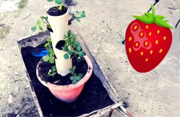 Coltivazione fragole in tubo verticale, un modo ingegnoso per avere fragole fresche in poco spazio.