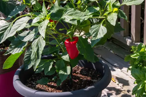 Pianta di peperone in vaso, con un peperone rosso maturo. L'altezza della pianta è ideale per la coltivazione in balcone.