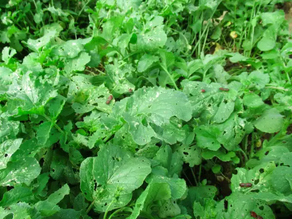 Insetti rossi e neri si nutrono delle foglie verdi, lasciando buchi e segni del loro passaggio.