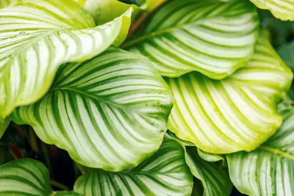 Calathea con striature verdi e bianche, alcune foglie mostrano sfumature gialle e gocce d'acqua.