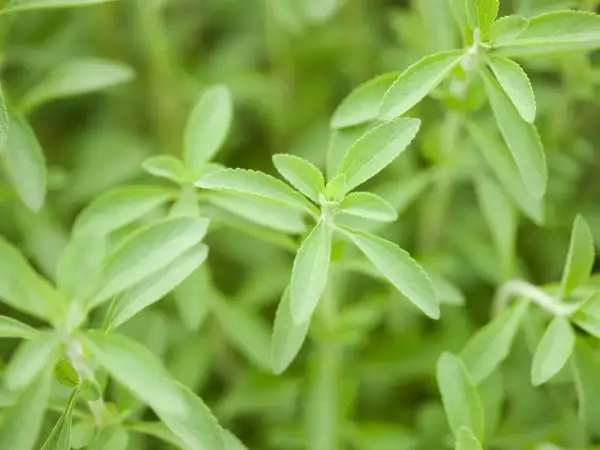 Primo piano di foglie verdi di stevia, un dolce naturale per la **stevia coltivazione** biologica.