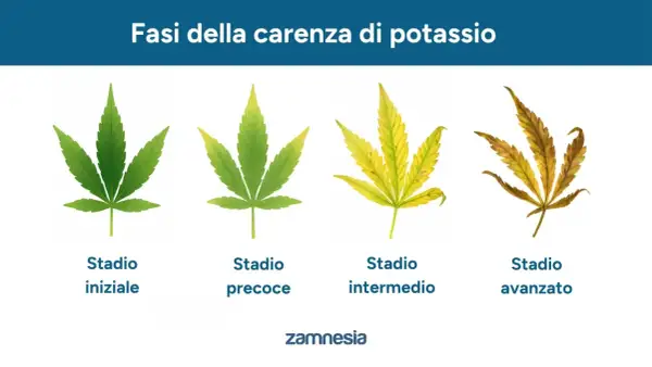 Fasi della carenza di potassio nelle piante: da foglia verde a secca. Il potassio è vitale per la salute delle piante.