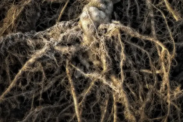 Intricato groviglio di radici, alcune spesse e nodose, altre sottili e ramificate, coperte da una sottile brina. Un paesaggio sotterraneo che ricorda un ecosistema micosat.