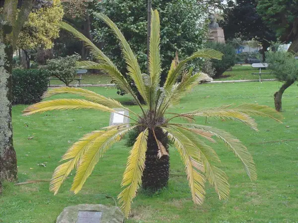 Cycas con foglie ingiallite, possibili **cycas malattie foglie**. Il tronco è scuro e rugoso, le fronde pendono sul prato verde.