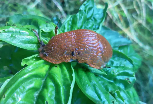 Lumaca marrone su foglie verdi. Un esempio di antilumaca naturale fai da te, creato con ingredienti semplici per proteggere le piante.