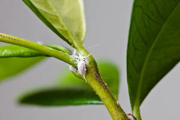 Insetto bianco lanuginoso, una cocciniglia a scudetto, si nasconde tra le foglie verdi di una pianta.