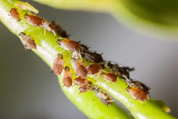 Un gruppo di afidi, noti parassiti delle piante grasse, si aggrappa a un fusto verde.