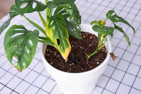 Pianta di Monstera con foglie ingiallite e secche, possibili segni di parassiti delle piante fiorifere o problemi di cura.