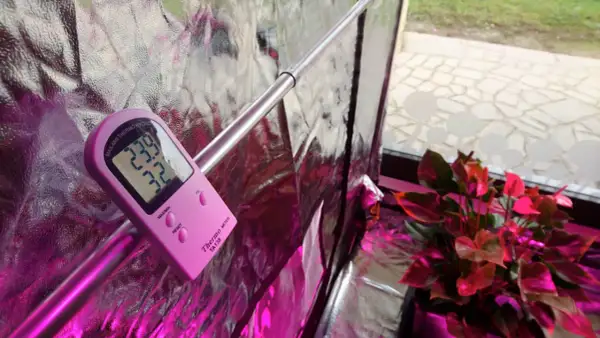 Termoigrometro con sonda rosa misura 23.9°C e 32% umidità, vicino a una pianta di anthurium sotto luce viola.
