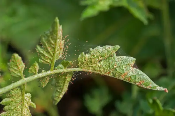 Foglia di pomodoro infestata da acari neri, con sottili ragnatele che coprono le piccole creature.