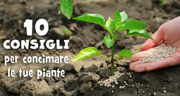 Mano che sparge fertilizzante granulare, ricco di azoto per piante, vicino a una giovane piantina. 10 consigli per concimare.
