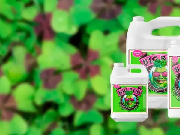 Flaconi di fertilizzante Big Bud di Advanced Nutrients, per un nirvana di crescita rigogliosa.