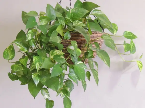 Una rigogliosa pothos pianta ricade da un cesto appeso, le sue foglie verdi e variegate creano un effetto cascata.