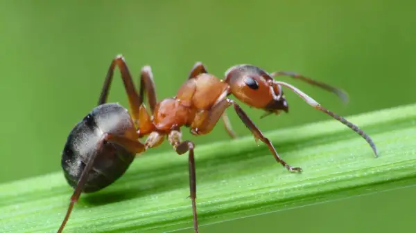 Formica rossa su filo d'erba. Se ti ritrovi con queste, ecco come eliminare le formiche.