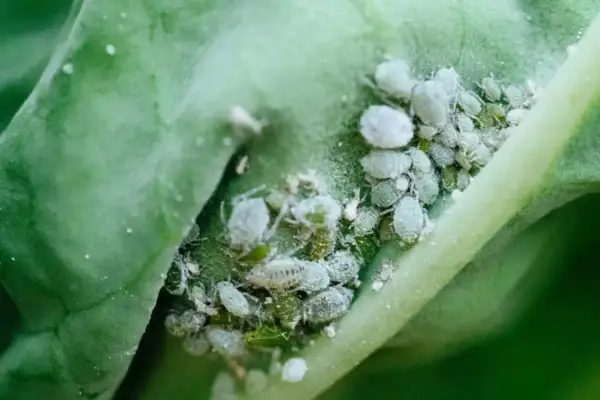 Un gruppo di afidi bianchi e verdi su una foglia verde. Un problema comune per chi vuole eliminare afidi bianchi dalle proprie piante.