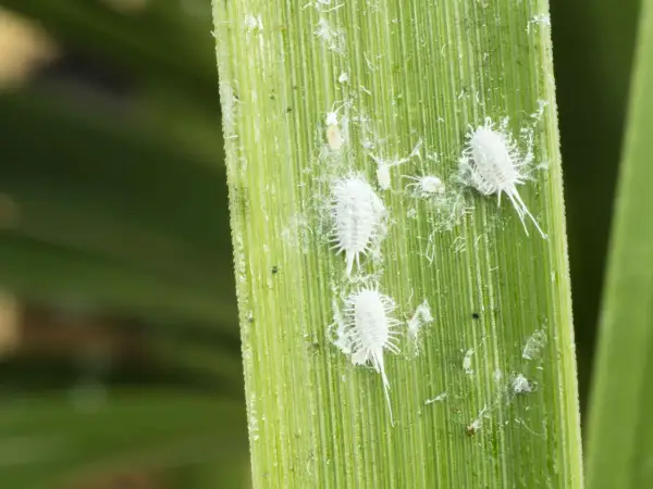 Insetti minuscoli bianchi, simili a batuffoli di cotone, si muovono su una foglia verde.