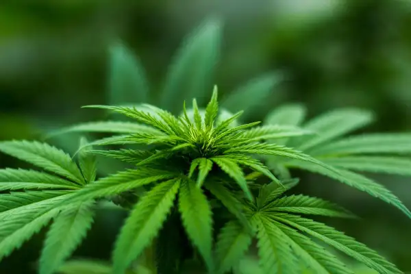 Pianta di cannabis in crescita, con foglie verdi vibranti. Immagina il suo potenziale in una grow box 150x150x200.