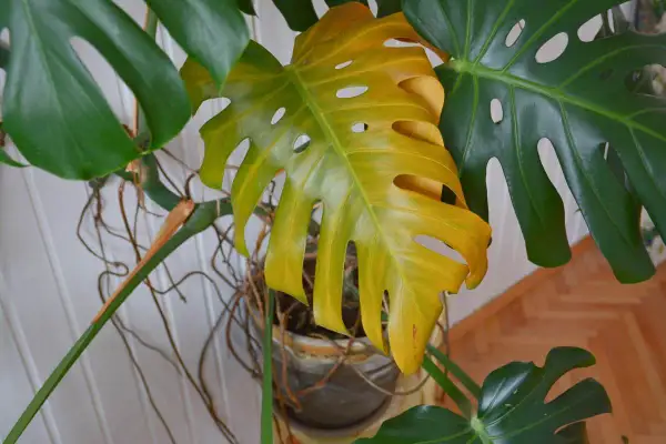 Foglie gialle di una pianta di Monstera, con radici aeree visibili e altre foglie verdi.