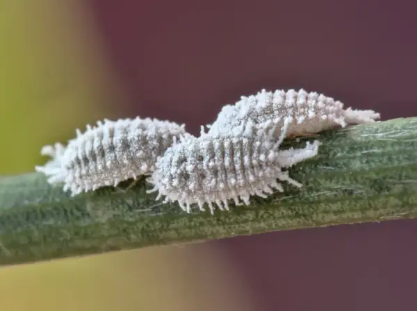 Due cocciniglie bianche, ricoperte da una lanugine cotonosa, si muovono su un fusto verde.